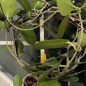 Photo of the plant species samoan waxplant by @JauntyBacchus74 named Lavender on Greg, the plant care app