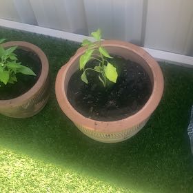 Photo of the plant species Golden Cayenne Pepper by @KnowingParsley1 named Rihanna on Greg, the plant care app