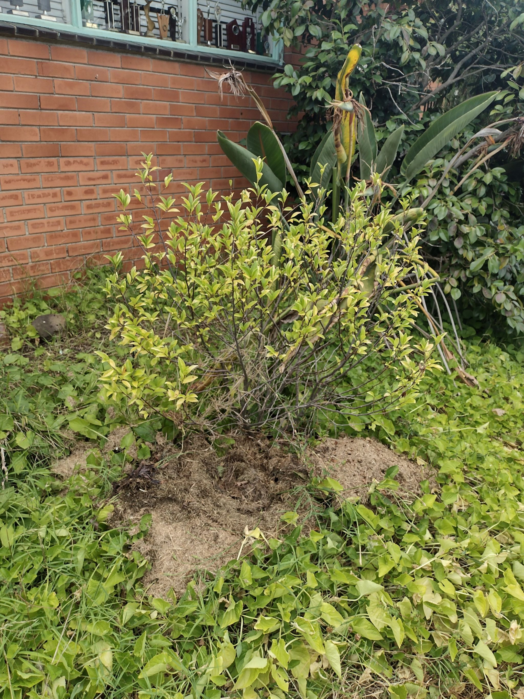 Plant care for Magnolia 'George Henry Kern' on Greg, the plant care app