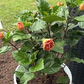 Photo of the plant species Hibiscus 'Jane Cowel' by @WiseSwamptupelo named Marley on Greg, the plant care app