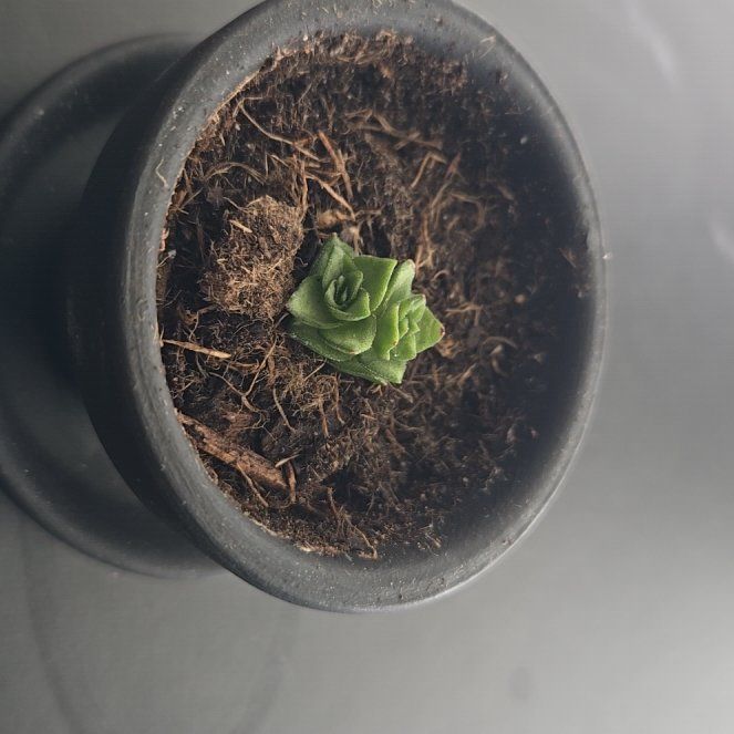 Photo of the plant species Crassula Columella by @zombite666 named Pax on Greg, the plant care app