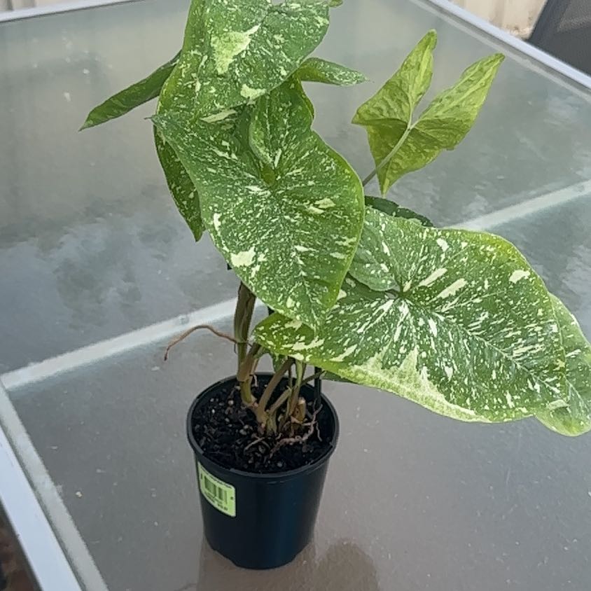 Photo of the plant species Syngonium by @NovelOtanthus7 named Panda on Greg, the plant care app