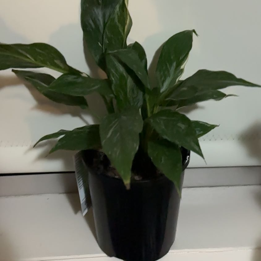 Photo of the plant species Variegated Peace Lily by @NovelOtanthus7 named Verigate lil on Greg, the plant care app