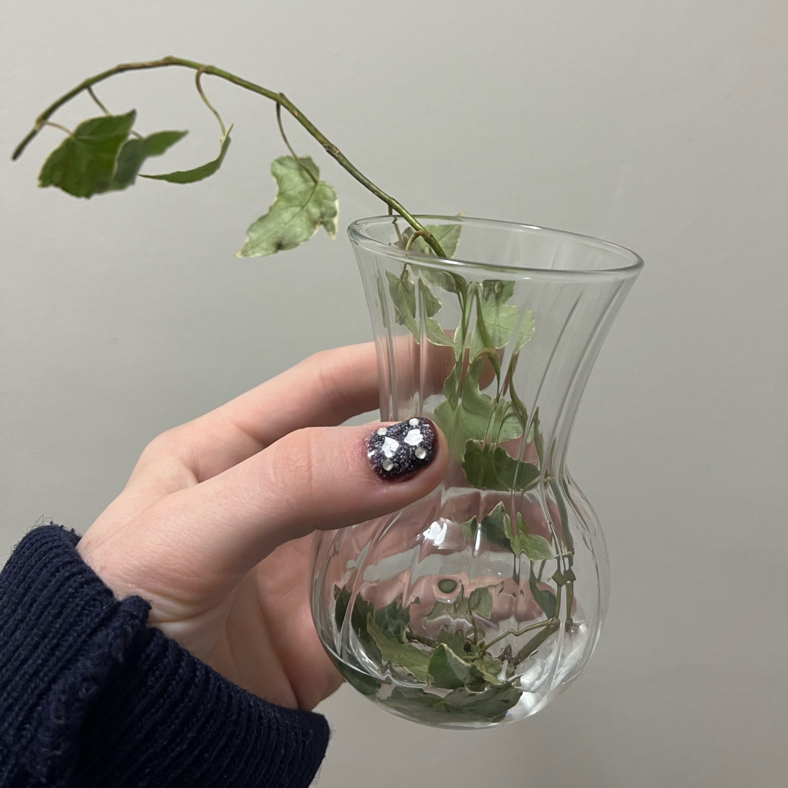 Photo of the plant species Silver Bells Ivy by @MeekTamarind66 named Luna on Greg, the plant care app