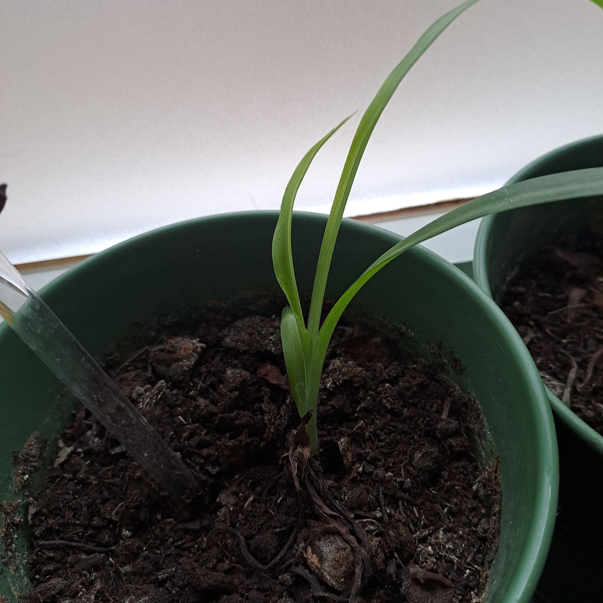 Photo of the plant species Chlorophytum 'Green' by @ZingKalitragus named Willow on Greg, the plant care app