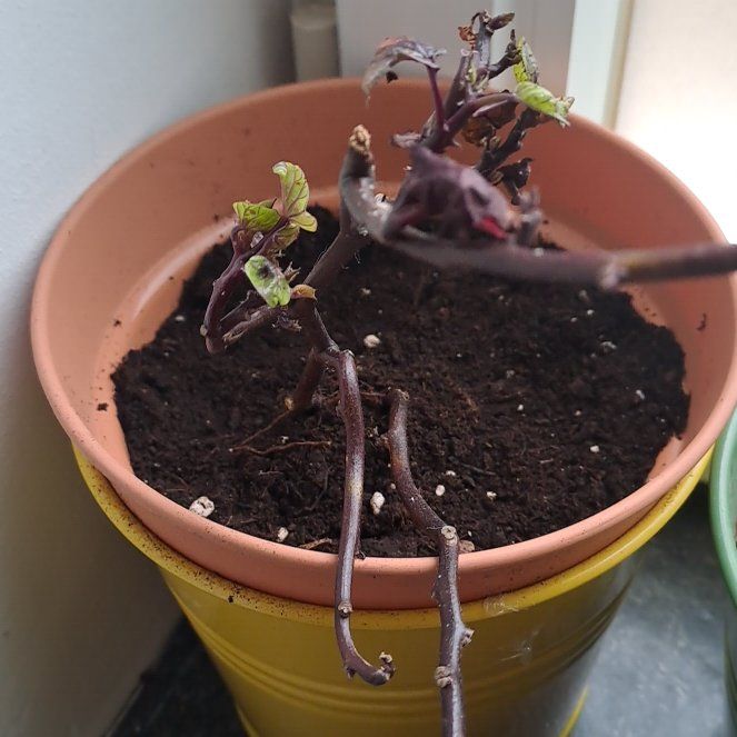 Photo of the plant species Kelly Ray by @ZingKalitragus named Coco on Greg, the plant care app