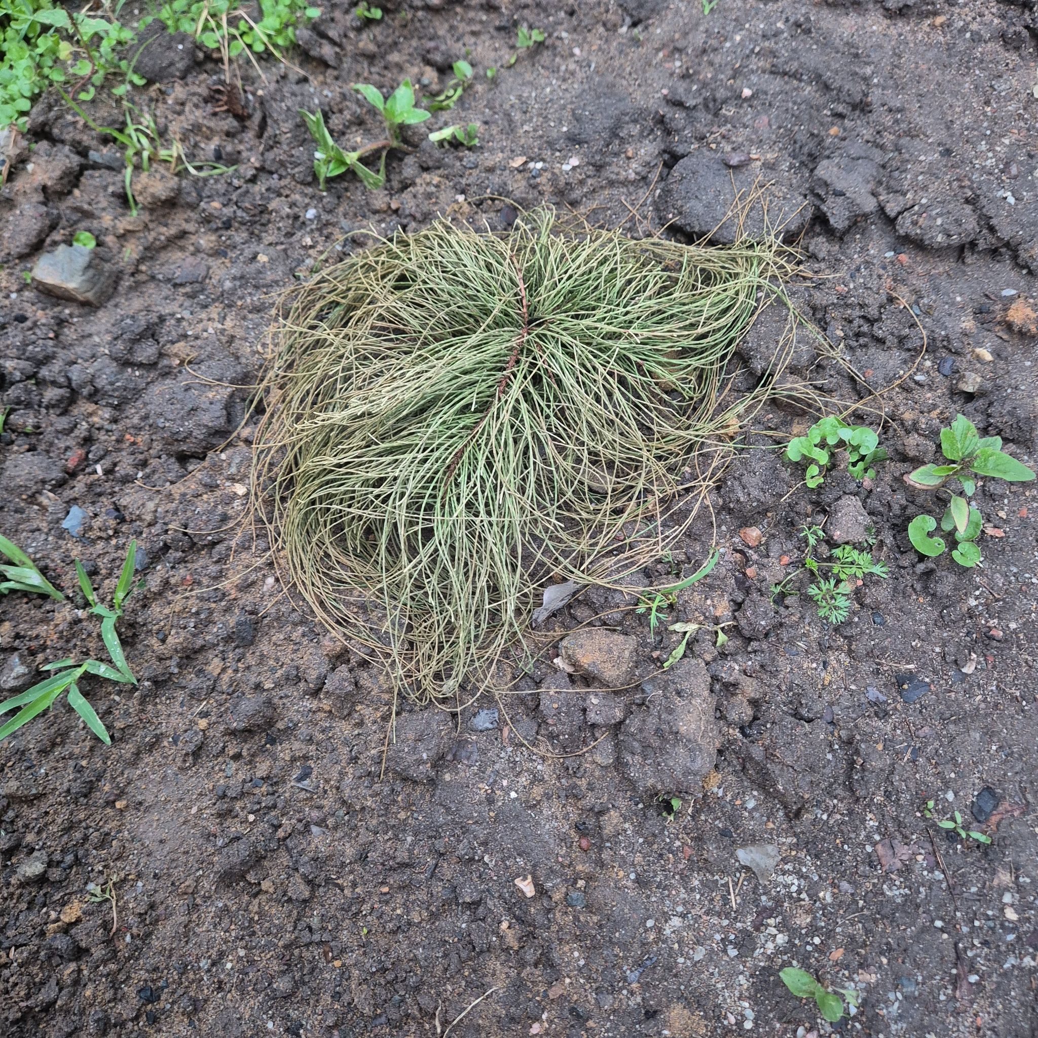 Photo of the plant species Cousin It Plant by @FreeWolfsbane named Sol on Greg, the plant care app