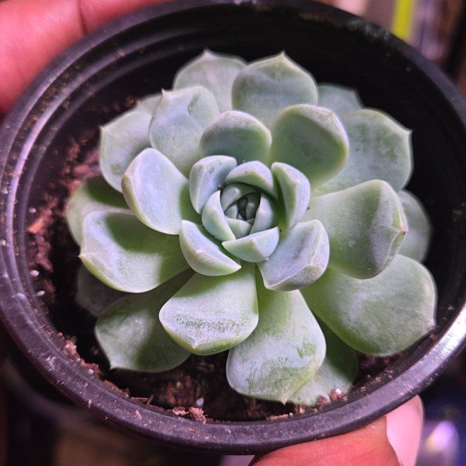 Photo of the plant species Echeveria Whitening by @IamShout named da Vinci on Greg, the plant care app