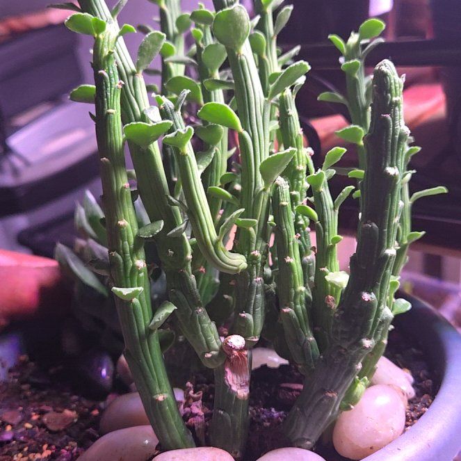 Photo of the plant species Monadenium ellenbeckii by @IamShout named Eva on Greg, the plant care app