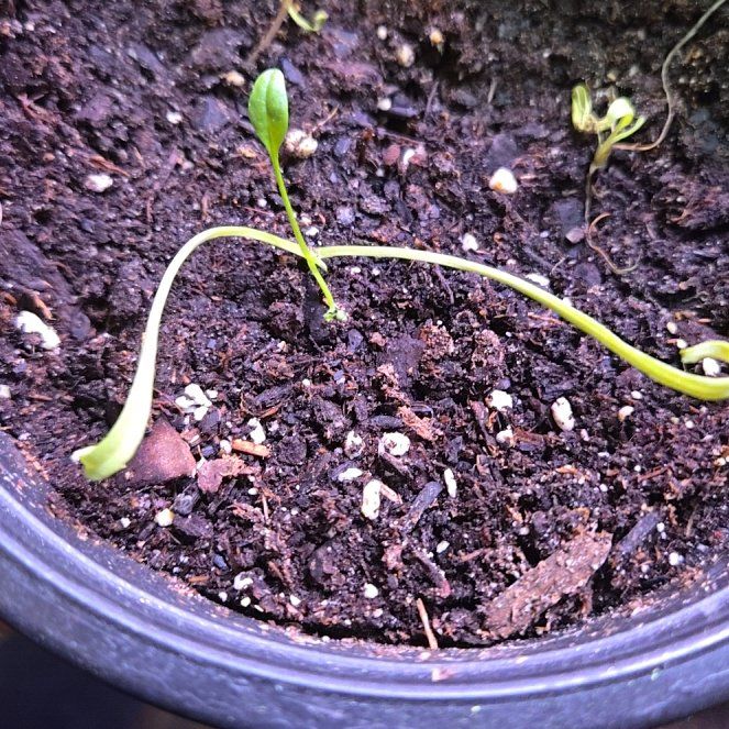 Photo of the plant species Dente Fly Trap by @IamShout named Ulysses S Plant on Greg, the plant care app