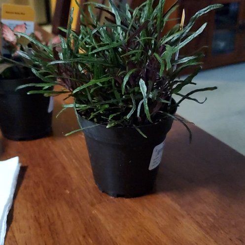 Photo of the plant species Hemigraphis 'Razor Leaf' by @ModelCurleddock named Apollo on Greg, the plant care app