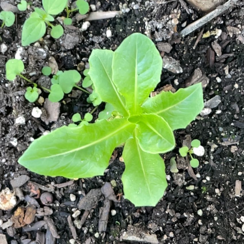 Photo of the plant species Romaine Lettuce 'Rosaine' by @VividMendoza77 named Romaine on Greg, the plant care app