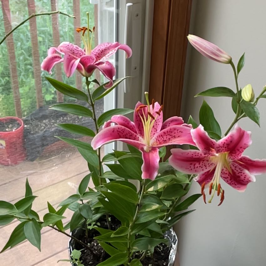 Photo of the plant species Martagon Lily by @VividMendoza77 named Martagon Lily on Greg, the plant care app