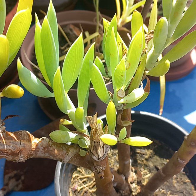 Photo of the plant species Skyscraper Senecio by @BullishIcecaps named Madonna on Greg, the plant care app