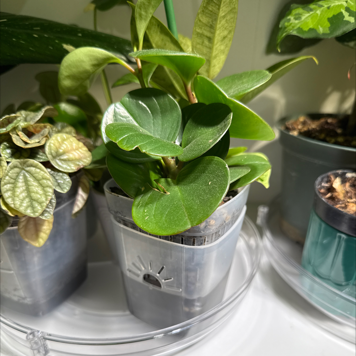 Photo of the plant species Peperomia obtipan by @Adlemsi named Remington on Greg, the plant care app