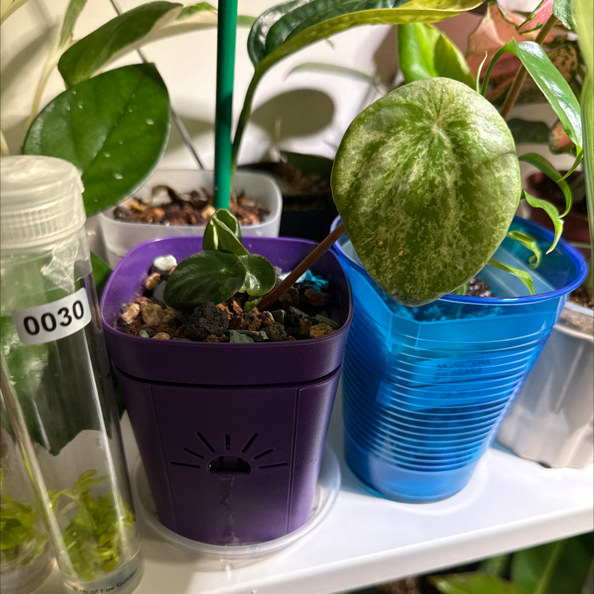 Photo of the plant species Peperomia Gold Dust Woman by @Adlemsi named Elle on Greg, the plant care app
