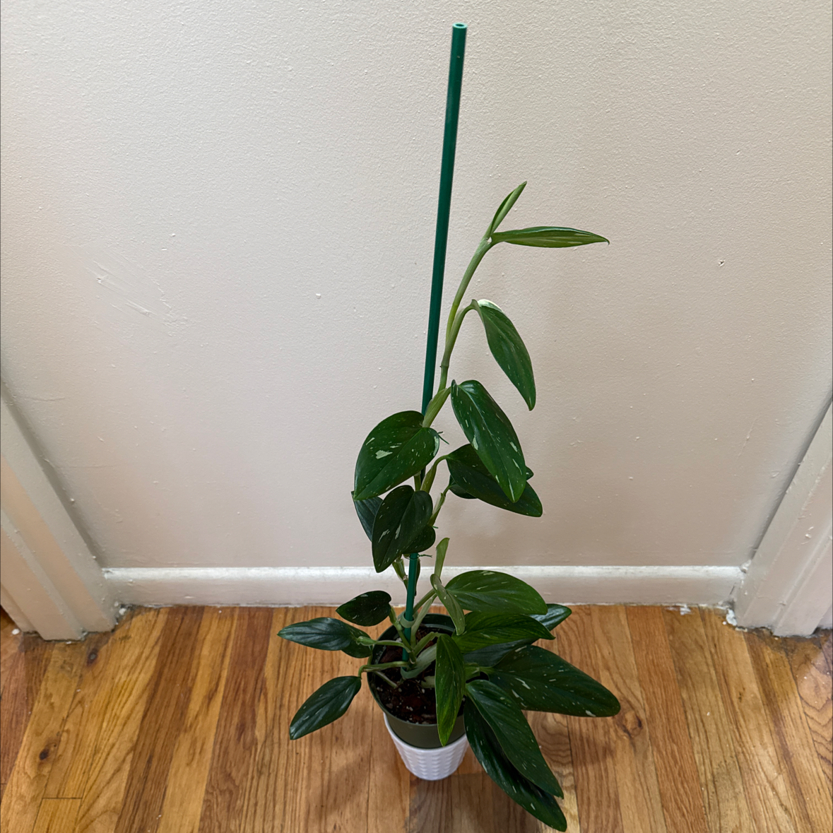 Photo of the plant species Monstera Standleyana 'Aurea Variegata' by @Adlemsi named Willow on Greg, the plant care app
