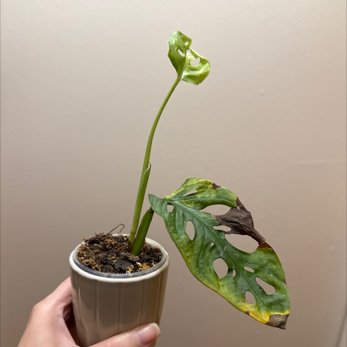Photo of the plant species Monstera by @Adlemsi named Ulysses S Plant on Greg, the plant care app