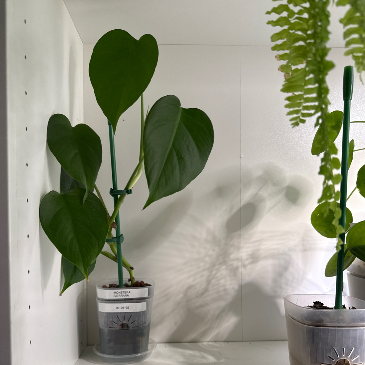 Photo of the plant species Monstera deliciosa var. sierrana by @Adlemsi named Athena on Greg, the plant care app