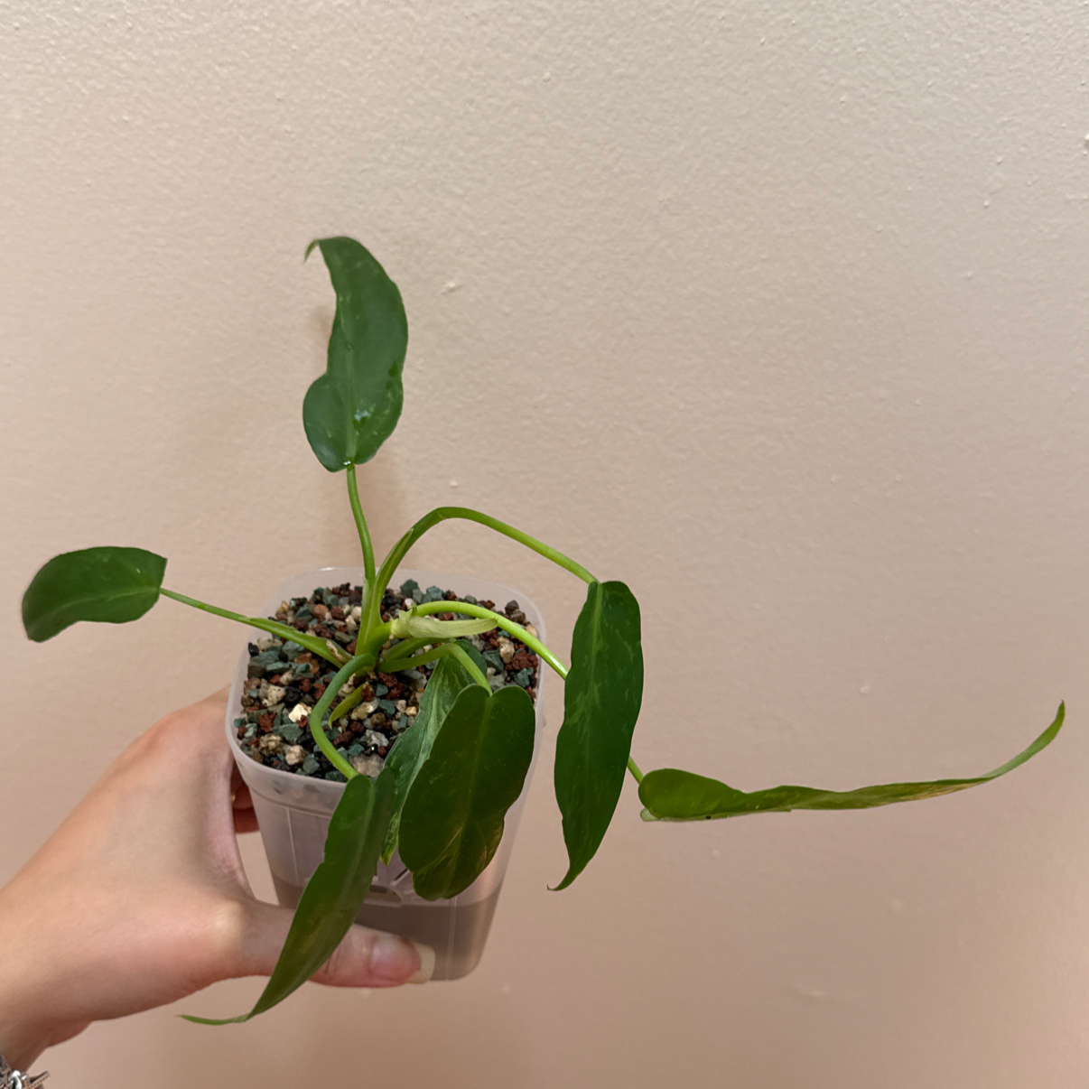 Photo of the plant species Philo Golden Dragon by @Adlemsi named Harmony on Greg, the plant care app
