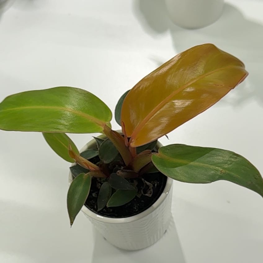 Photo of the plant species Red Sun Philodendren by @Adlemsi named Work Rainier on Greg, the plant care app