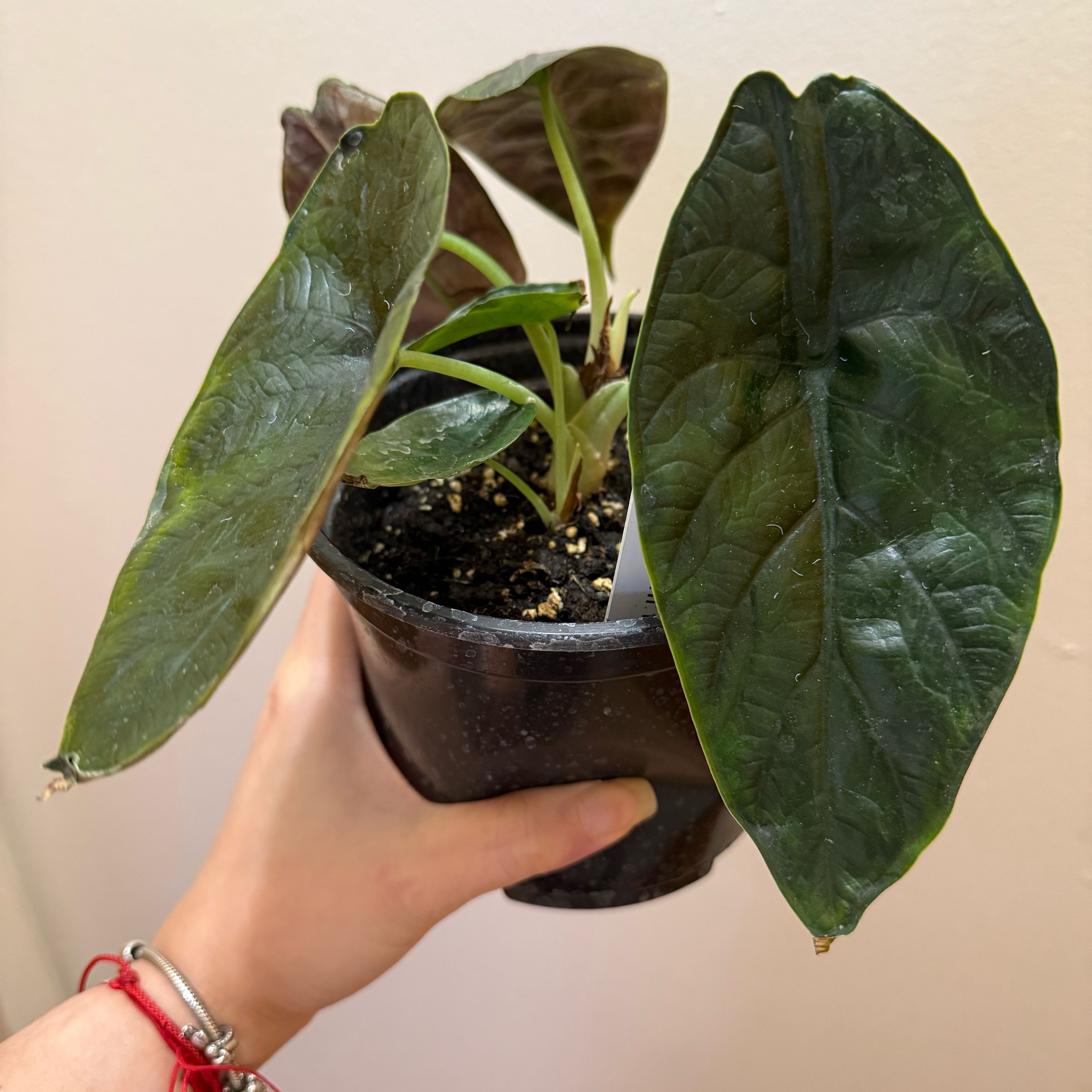 Photo of the plant species Green Unicorn by @Adlemsi named Harry on Greg, the plant care app