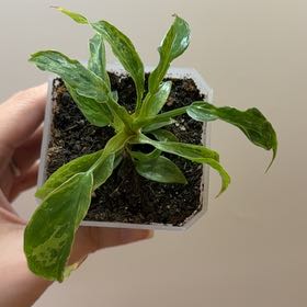 Photo of the plant species Philo Golden Dragon by @Adlemsi named Harmony on Greg, the plant care app