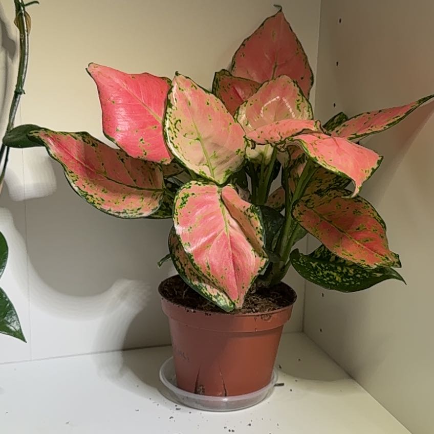 Photo of the plant species Aglaonema 'Pink Katrina' by @Adlemsi named Messi on Greg, the plant care app