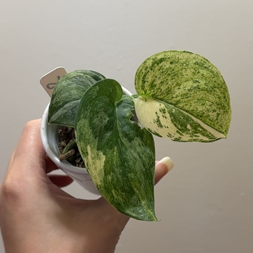 Photo of the plant species Jade Satin Pothos by @Adlemsi named Scindapsus pictus Jade Satin Marble on Greg, the plant care app