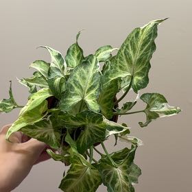 Photo of the plant species Syngonium Starlite by @Adlemsi named Dax on Greg, the plant care app