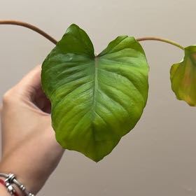 Photo of the plant species sunshine gem by @Adlemsi named Homalomena Lemon Lime on Greg, the plant care app