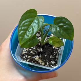 Photo of the plant species Variegated Epipremnum pinnatum by @Adlemsi named Epipremnum Pinnatum Fire Flame on Greg, the plant care app