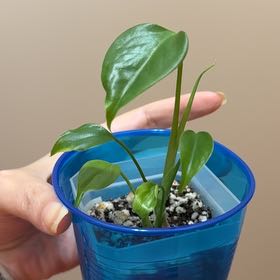 Photo of the plant species Monstera deliciosa var. sierrana by @Adlemsi named Athena on Greg, the plant care app