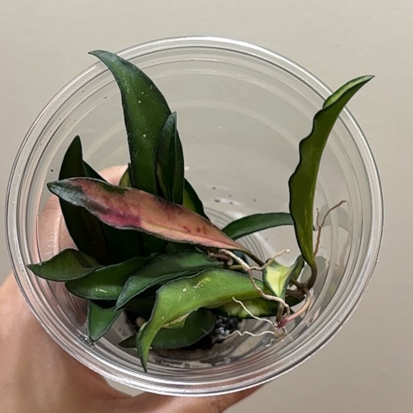 Photo of the plant species variegated hoya wayetii by @Adlemsi named Fernie Mercury on Greg, the plant care app