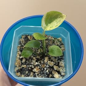 Photo of the plant species Scindapsus variegated by @Adlemsi named Monstera Scinda Pictus Variagated on Greg, the plant care app