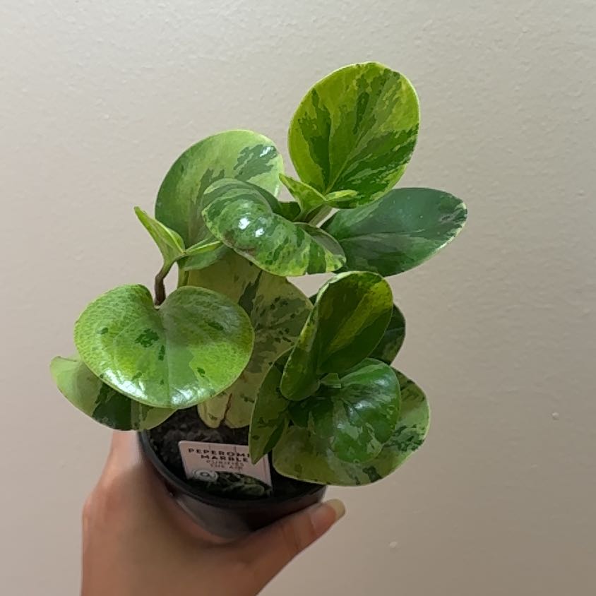 Photo of the plant species Marble Peperomia by @Adlemsi named Leaf Erickson on Greg, the plant care app