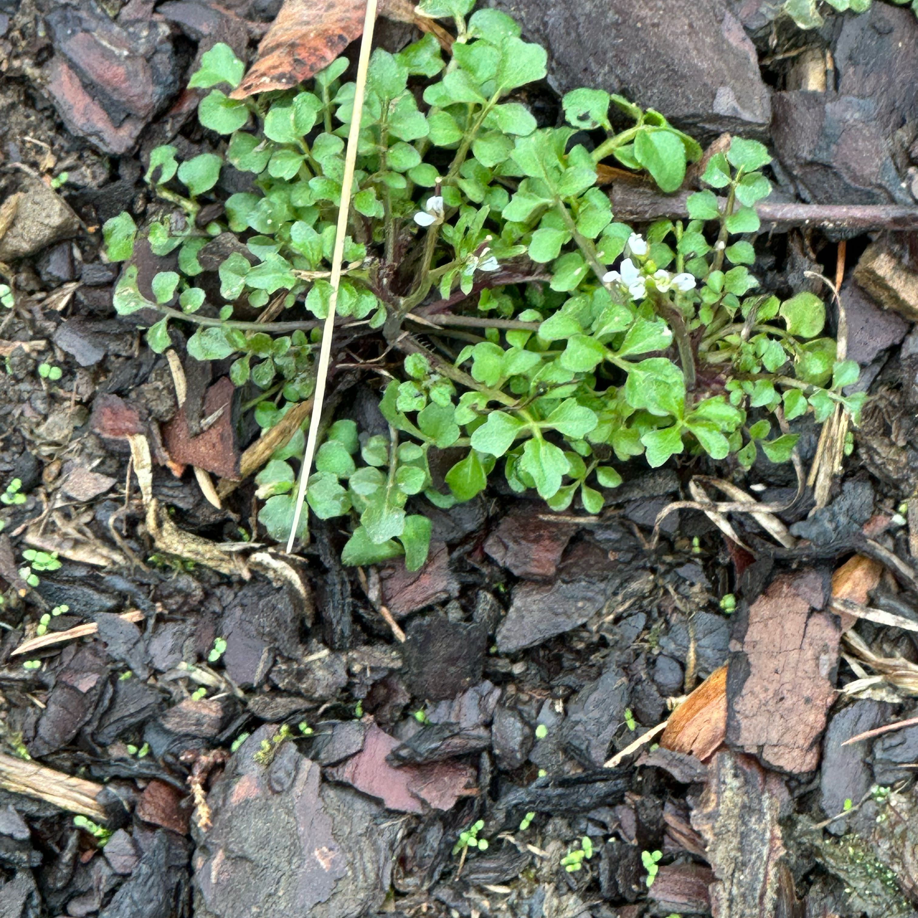 Photo of the plant species Hairy Bittercress by @IdolSharontulip named Gates on Greg, the plant care app
