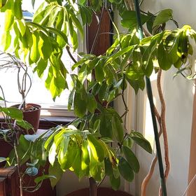 Photo of the plant species Black Sapote by @SprightlyLoquat named Kenny on Greg, the plant care app