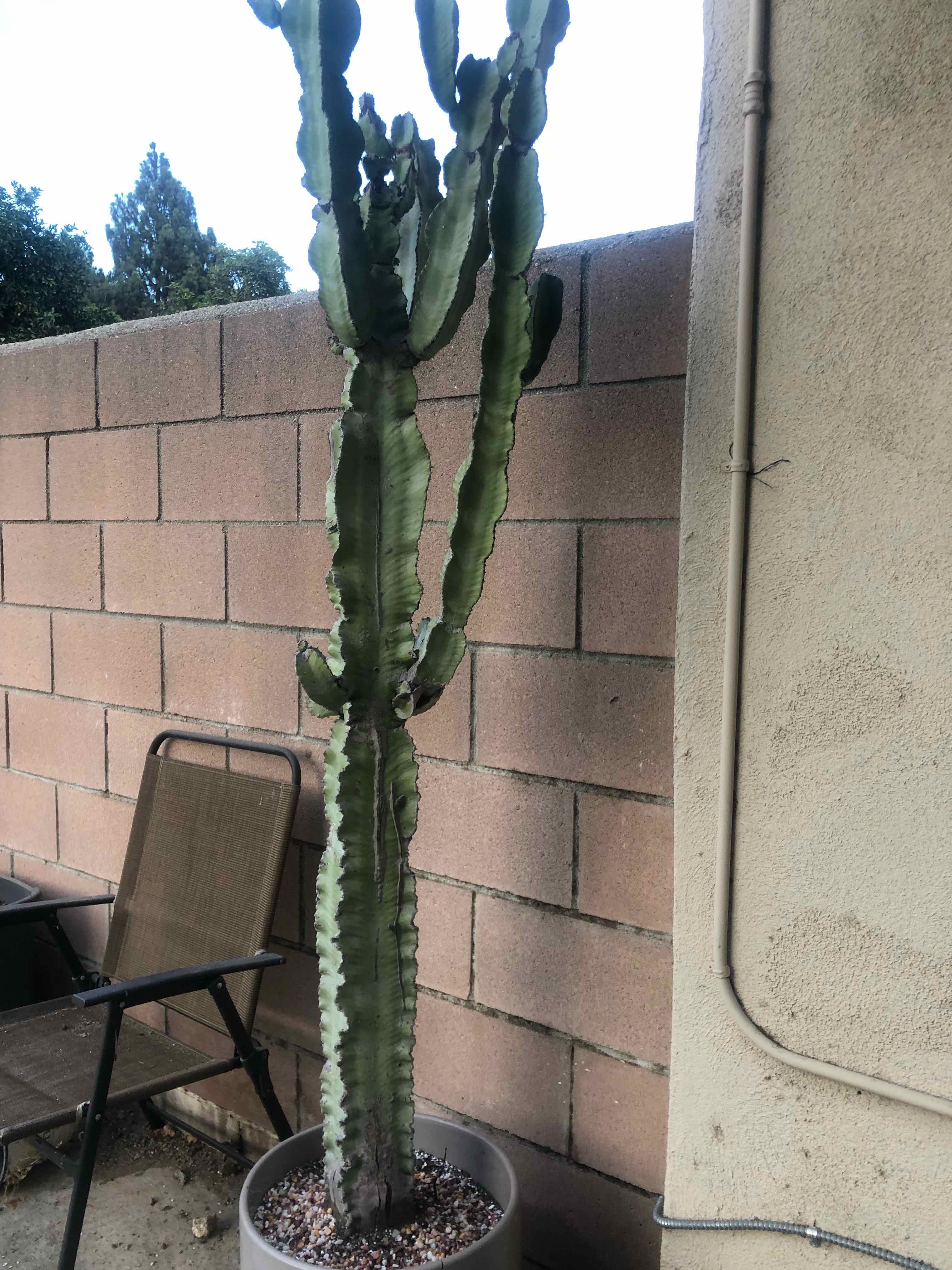 Giant African Candelabra Tree in a pot against a brick wall.