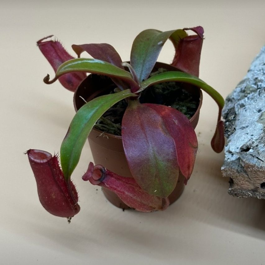 Photo of the plant species Bloody Mary Pitcher Plant by @VaultingApricot named Plato on Greg, the plant care app