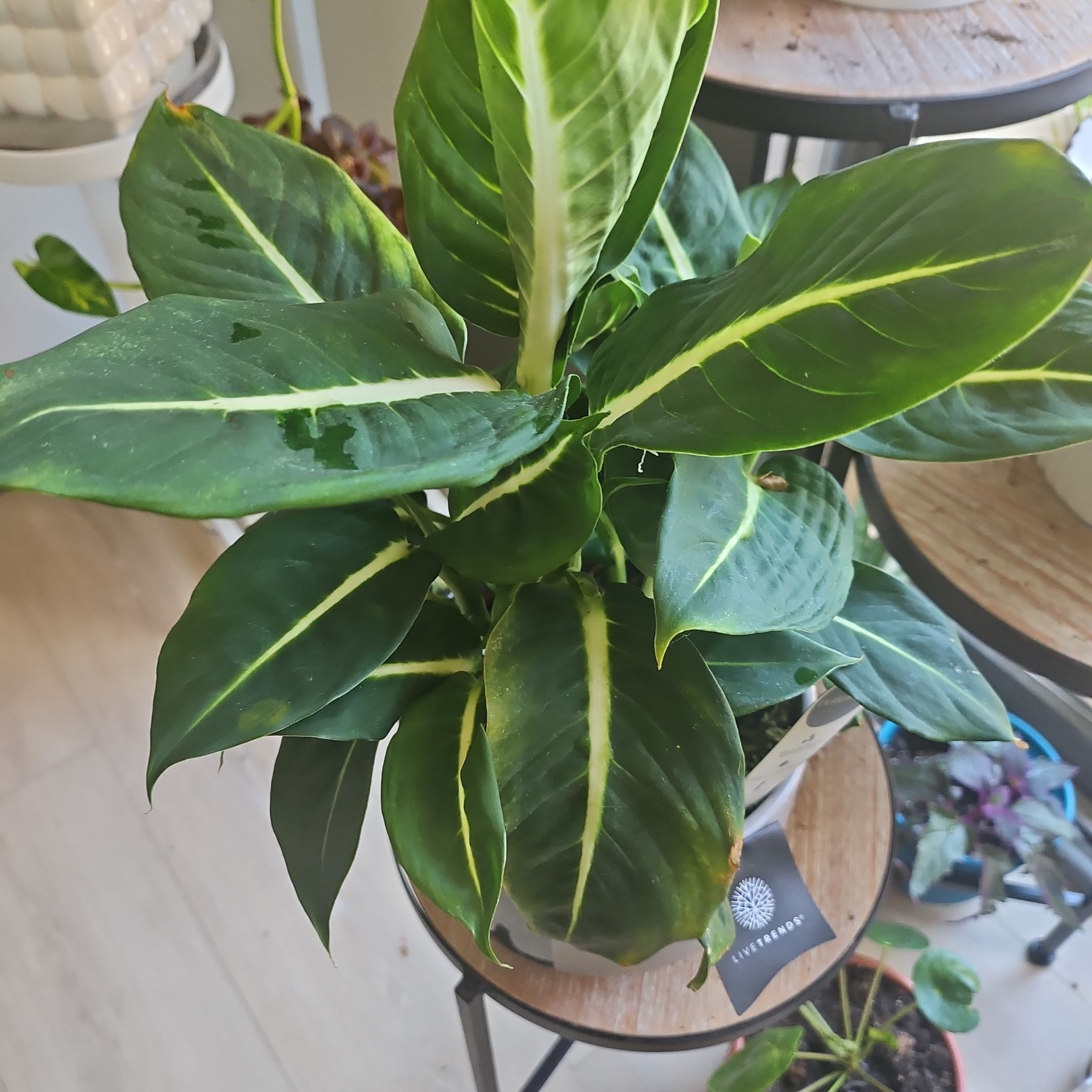 Photo of the plant species Dumb cane,Leopard lily by @Covergurl72 named Bella on Greg, the plant care app