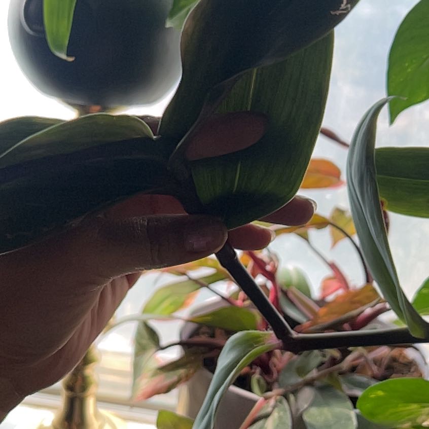 Photo of the plant species Pink Stripe Spiderwort by @WiredPinklaui named Messi on Greg, the plant care app