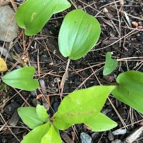 Photo of the plant species Canada Mayflower by @TryViolet52 named Lola on Greg, the plant care app