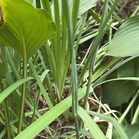 Photo of the plant species Arnoglossum by @TryViolet52 named Huckleberry Fern on Greg, the plant care app