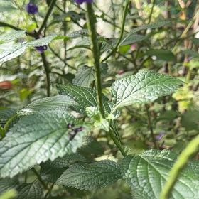 Photo of the plant species Blue Porterweed by @TryViolet52 named Hemingway on Greg, the plant care app
