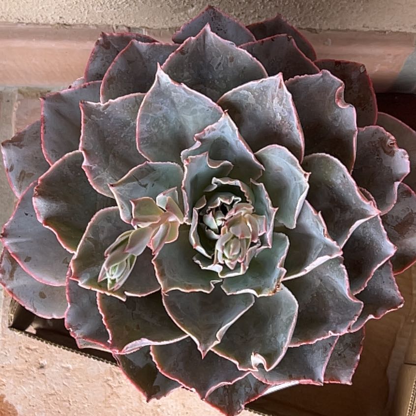 Photo of the plant species Echeveria 'Andromeda' by @ProEncina26 named Surya on Greg, the plant care app