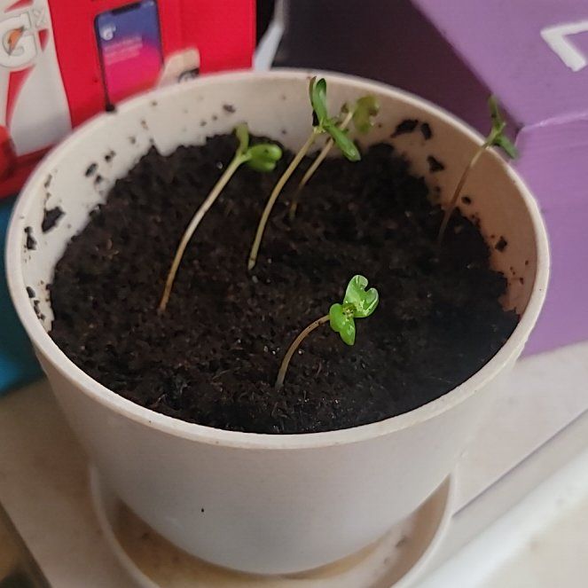 Photo of the plant species Bonsai Blue Jacaranda by @kamikazekidd92 named Jacari on Greg, the plant care app