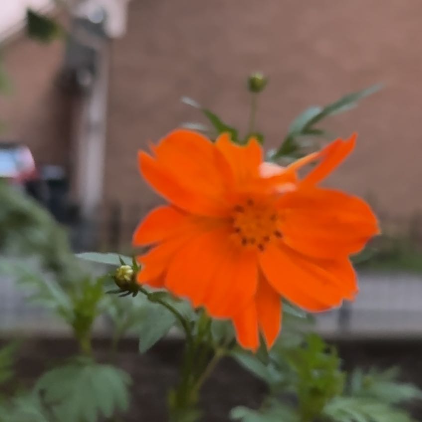 Photo of the plant species Sulphur Cosmos by @FamousTreeivy33 named Hemingway on Greg, the plant care app