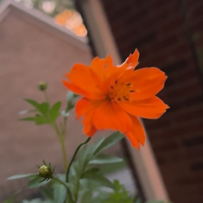 Photo of the plant species Sulphur Cosmos by @FamousTreeivy33 named Forrest on Greg, the plant care app