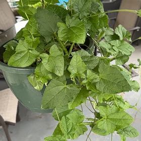Photo of the plant species Blackeyed Susan Vine by @FamousTreeivy33 named Susan on Greg, the plant care app